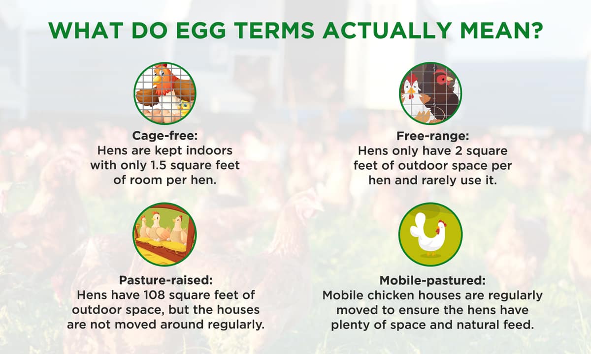 What-do-egg-terms-actually-mean