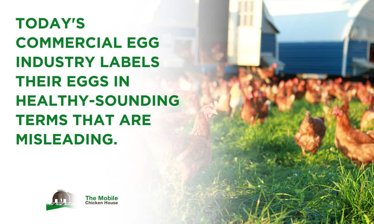 todayscommercialeggindustry