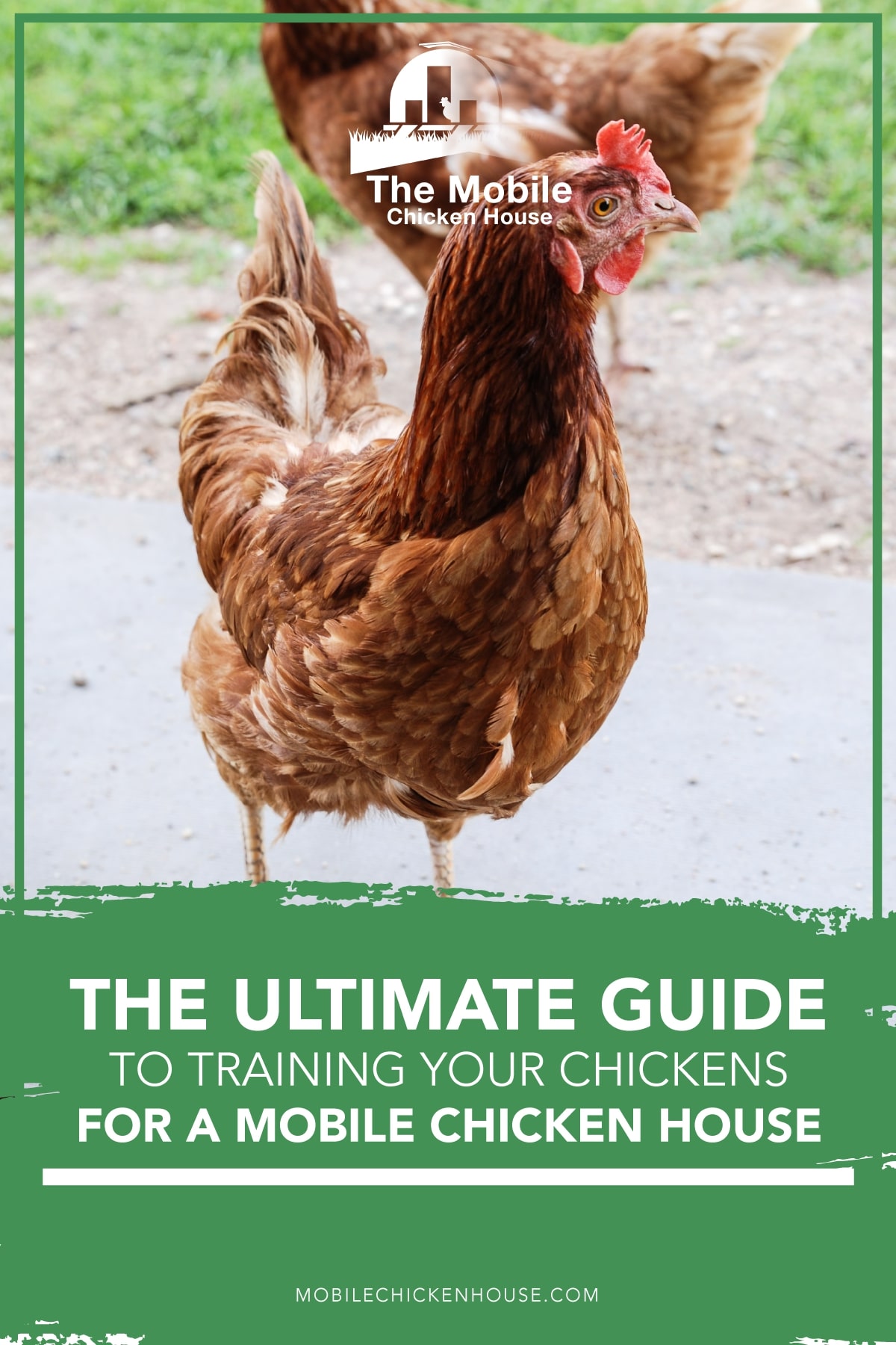 The Ultimate Guide To Training Chickens The Mobile Chicken House
