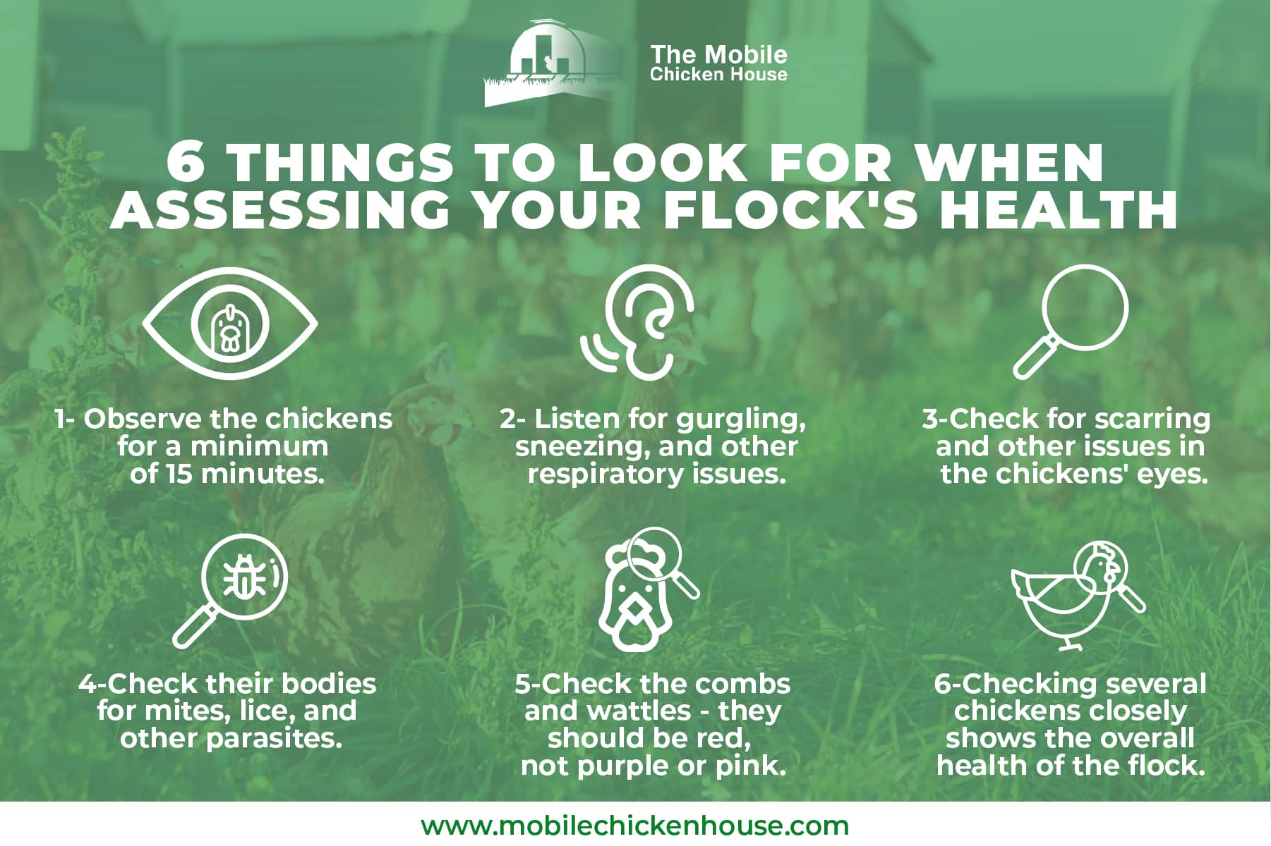 how to assess your flock's health