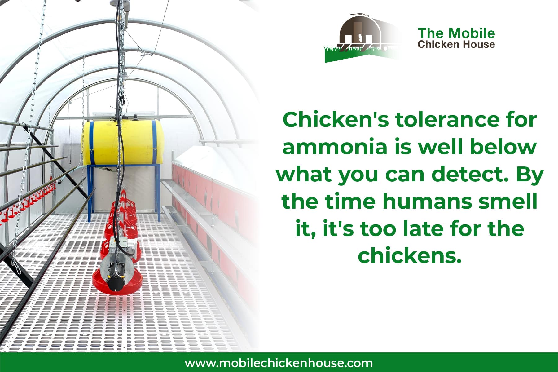 chickens have a low tolerance for ammonia