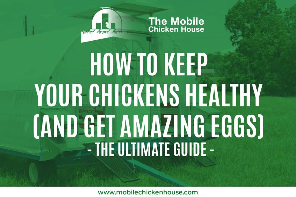 How To Keep Your Chickens Healthy (and get amazing eggs) - The Ultimate Guide 2