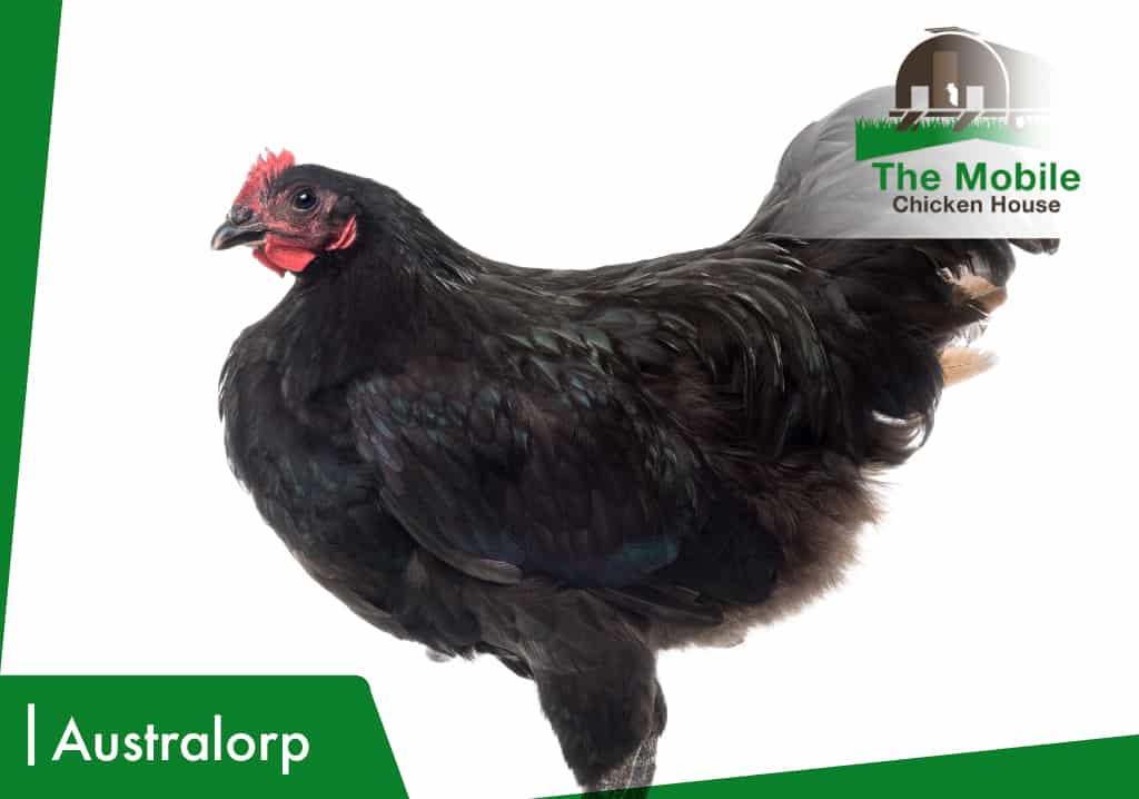 Australorp