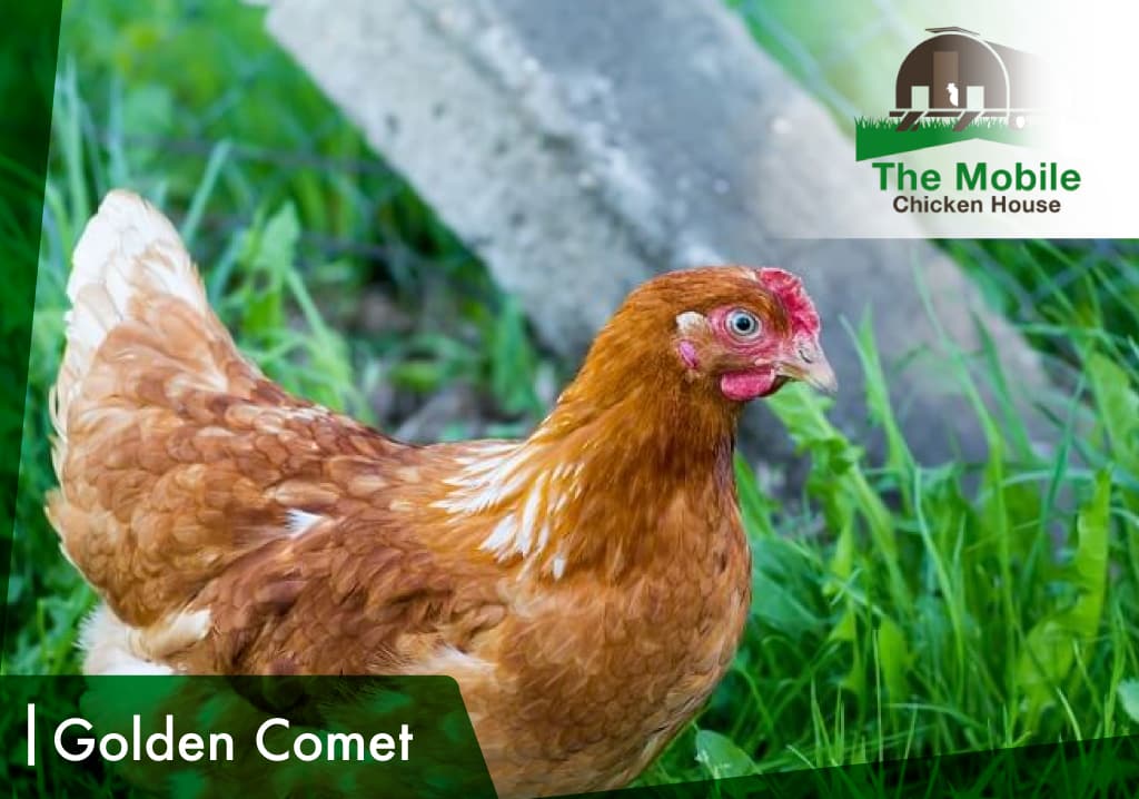 Golden Comet Chicken