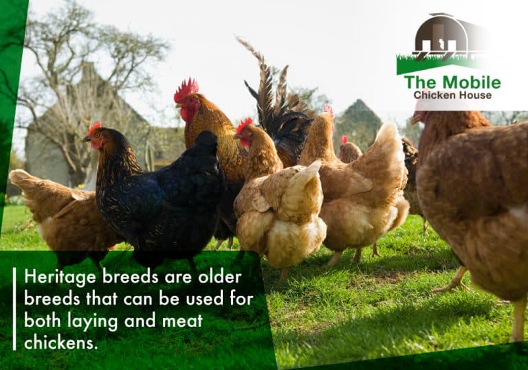 The 6 Best Chicken Breeds For Laying Eggs