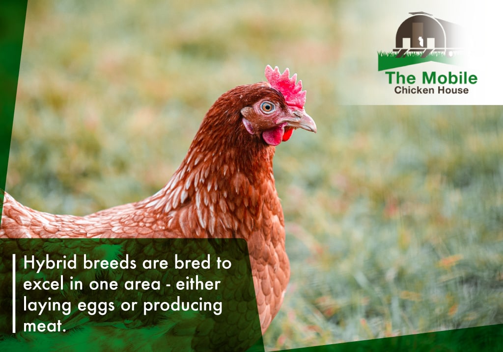 Hybrid breeds are bred to excel in one area