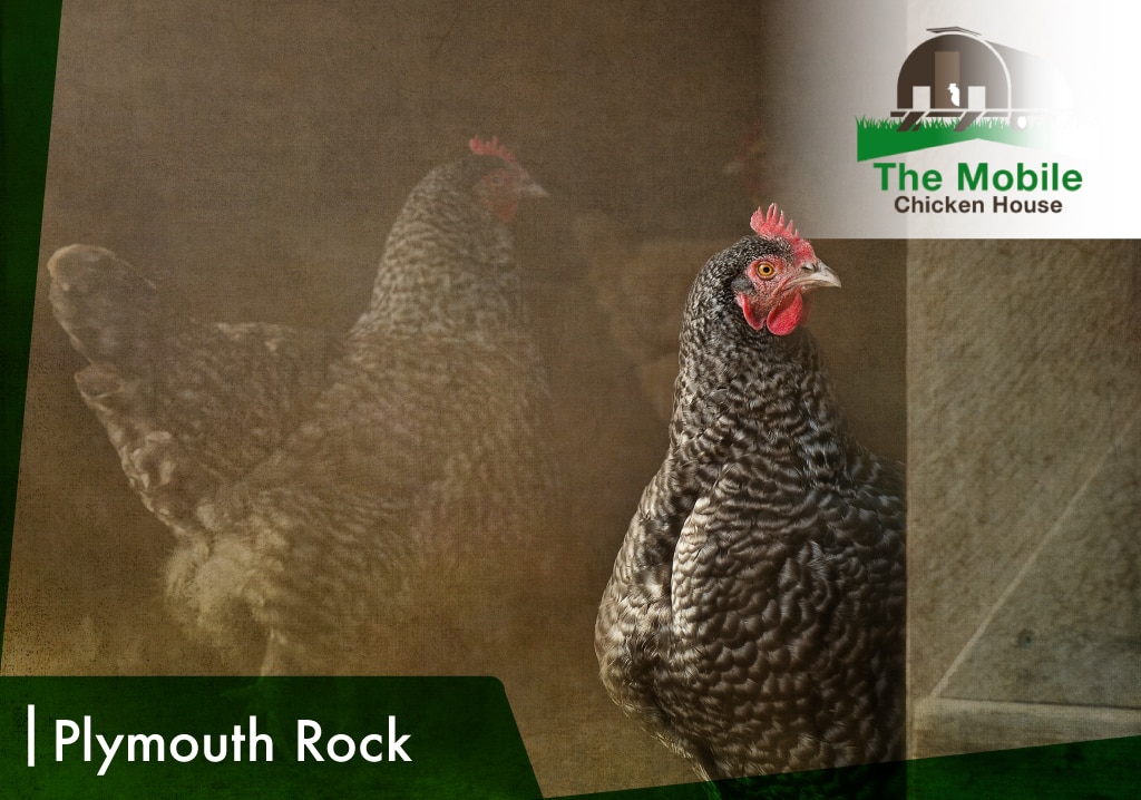 Plymouth Rock Chicken