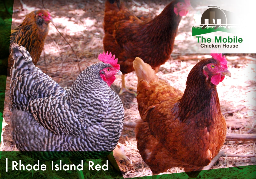 Rhode Island Red