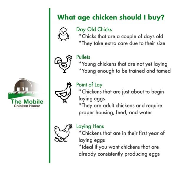 The 6 Best Chicken Breeds For Laying Eggs