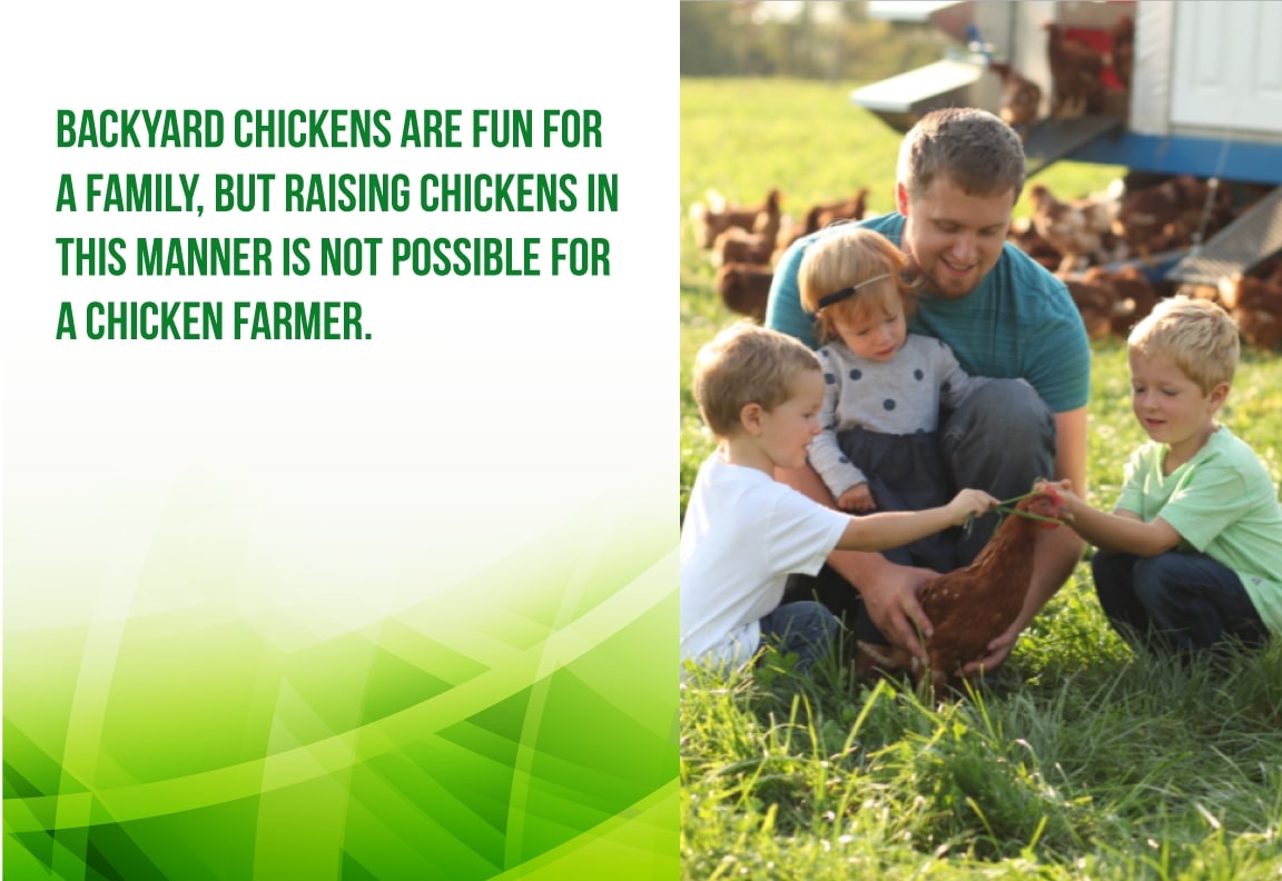 chicken farmers need to be efficient