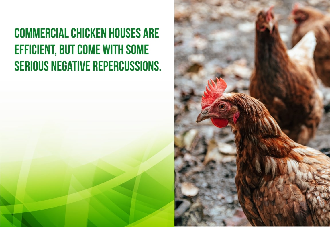 commercial chicken houses have negative consequences