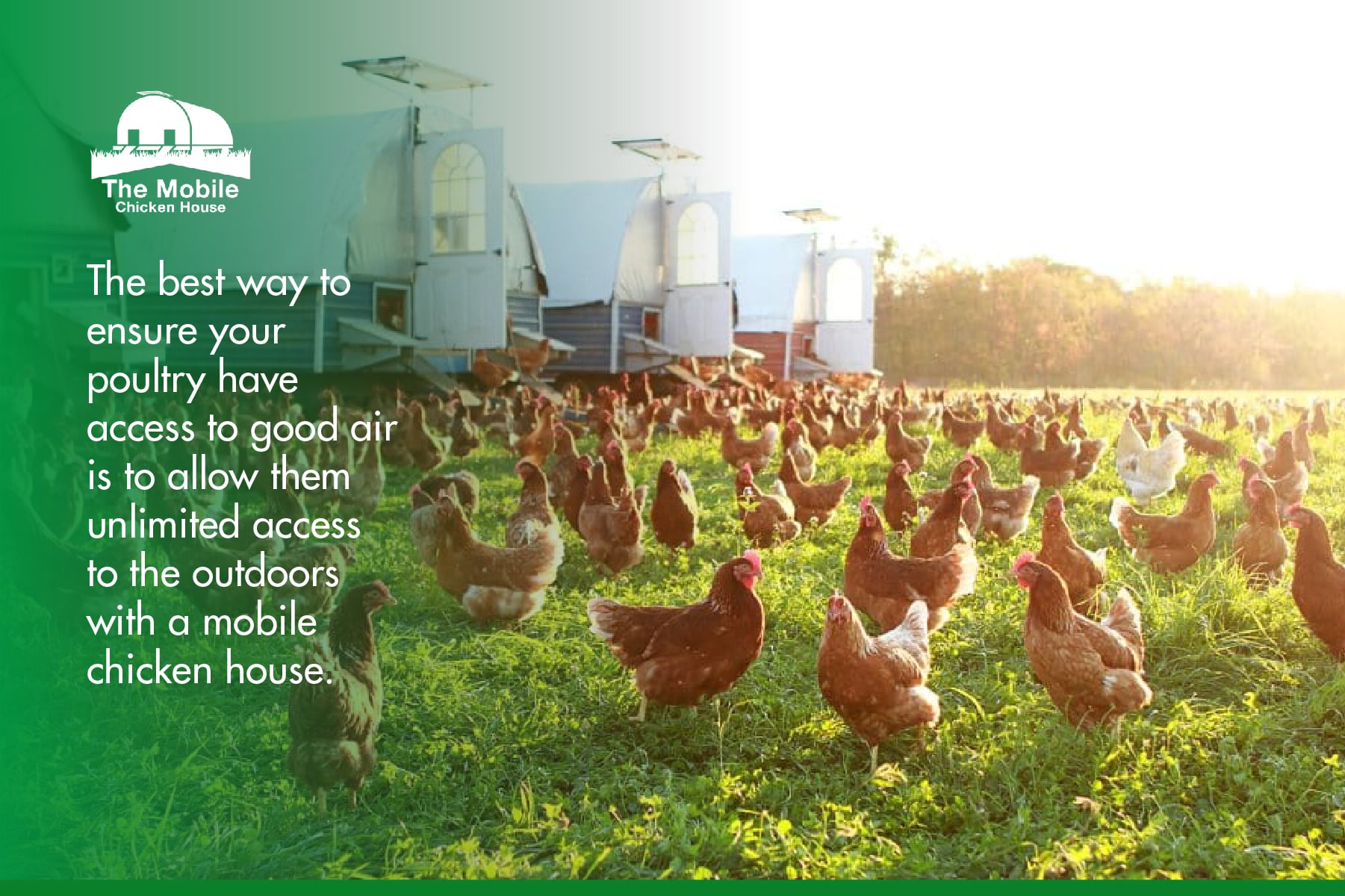Allow poultry access to quality air by putting them on pasture