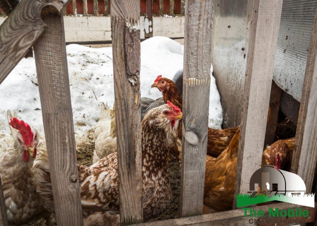 Cozy Chickens: Preparing Your Flock for a Comfortable Winter 5