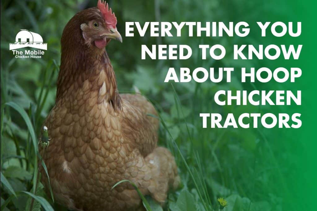 Everything You Need To Know About Hoop Chicken Tractors 8