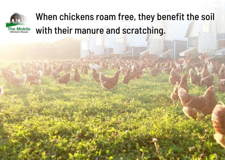 We Answered The Top 11 Questions About Mobile Chicken Coops