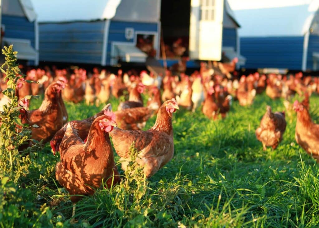 Regenerative Farming: How Your Chickens Can Enrich Your Farm 1