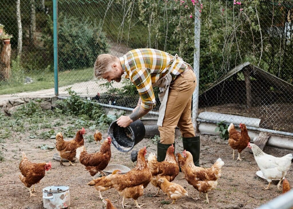 A person in a plaid shirt and boots pours feed into a container for a group of chickens inside a fenced outdoor area.