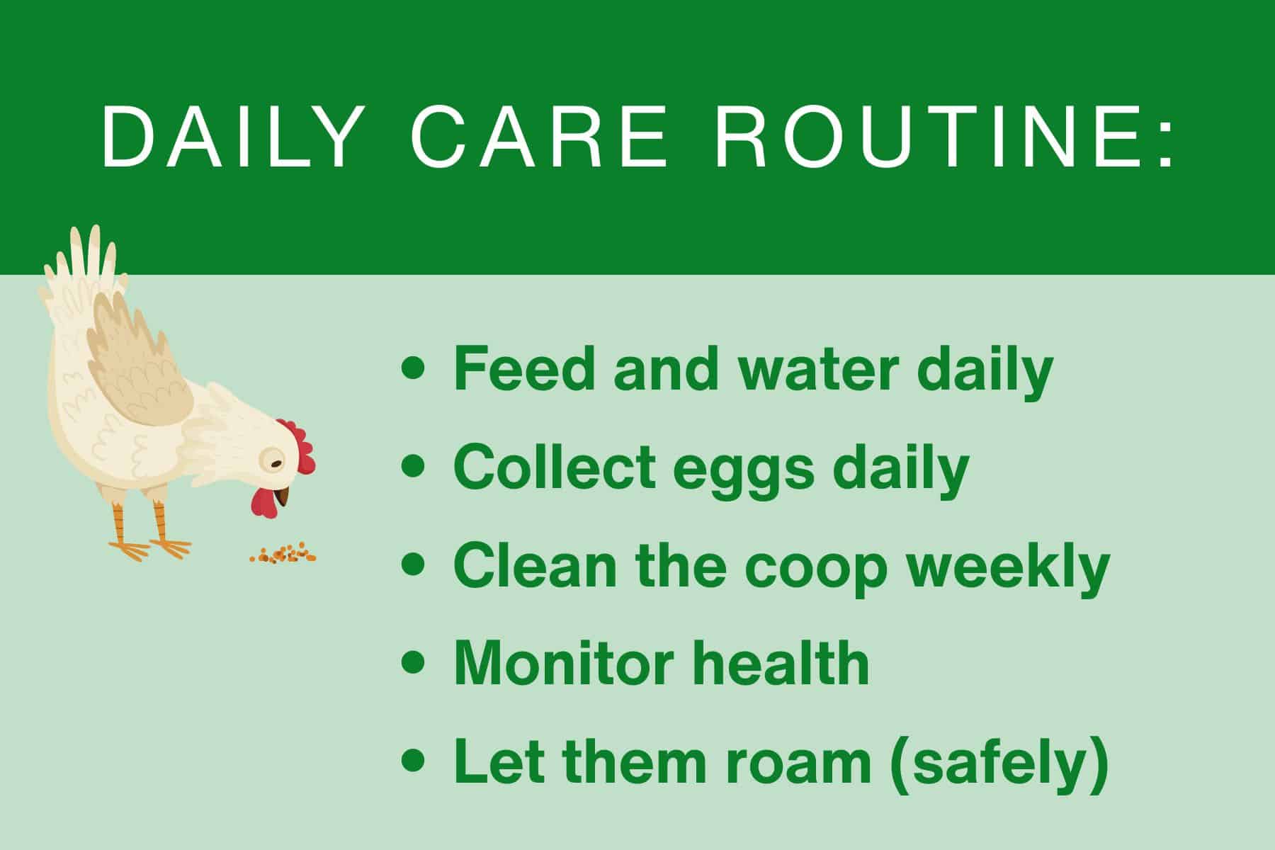 Minigraphic 2 Infographic titled "Daily Care Routine" with a chicken illustration and a list: feed and water, collect eggs, clean coop, monitor health, and let roam safely.