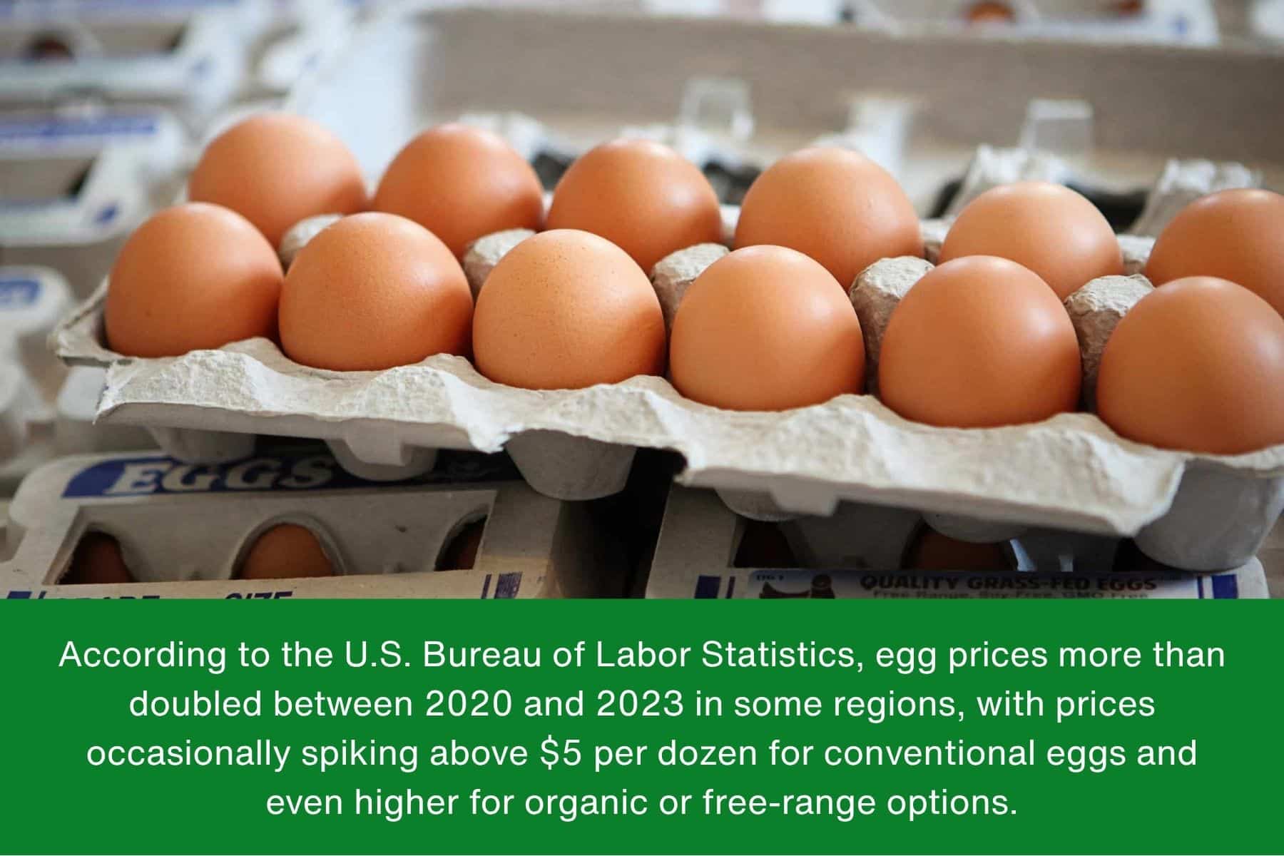 Raising Chickens in the Climate of Rising Egg Prices According to the U.S. Bureau of Labor Statistics, egg prices more than doubled between 2020 and 2023 in some regions, with prices occasionally spiking above $5 per dozen for conventional eggs and even higher for organic or free-range options.