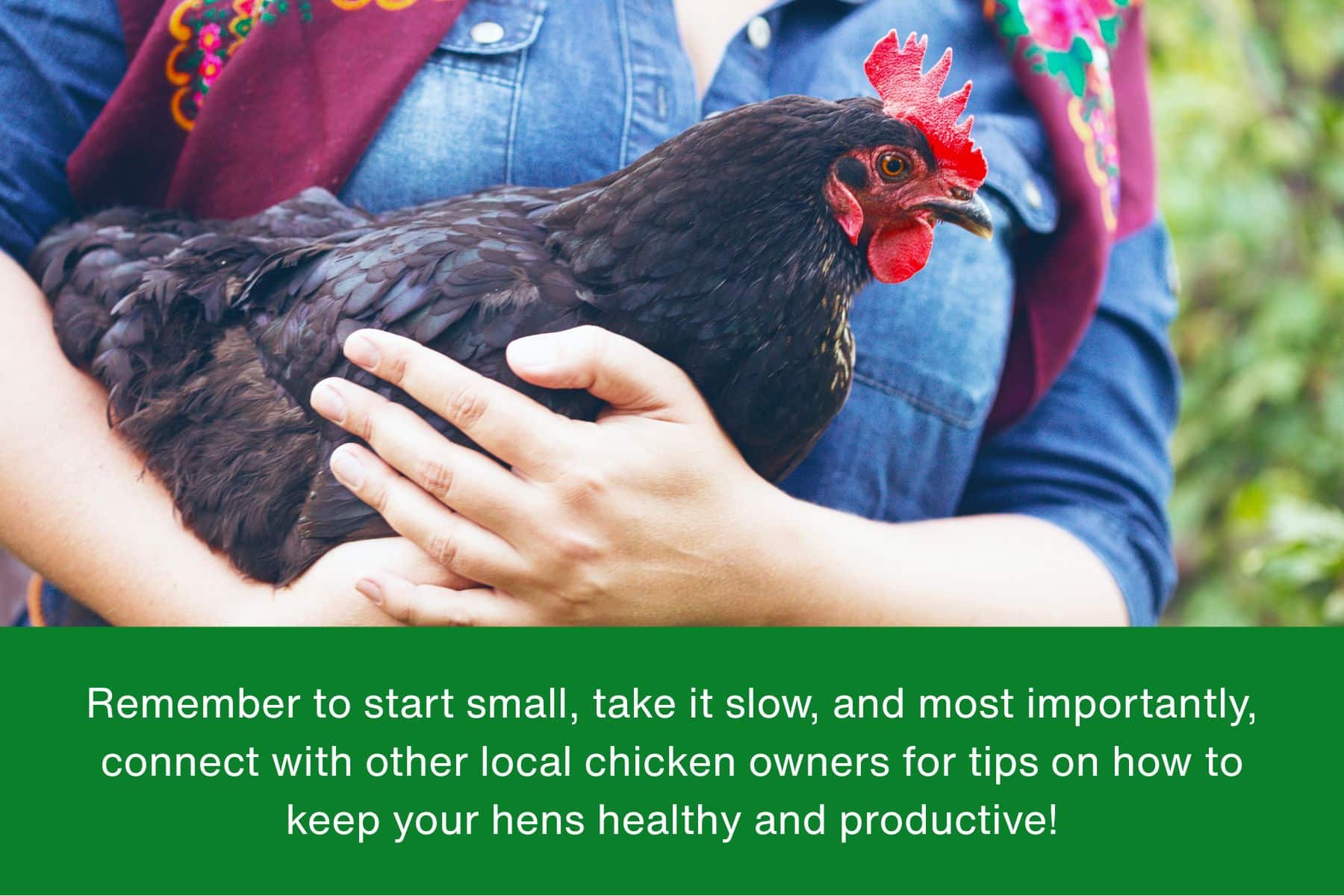 Small Starts to Raising Chickens While Egg Prices Rise Remember to start small, take it slow, and most importantly, connect with other local chicken owners for tips on how to keep your hens healthy and productive!