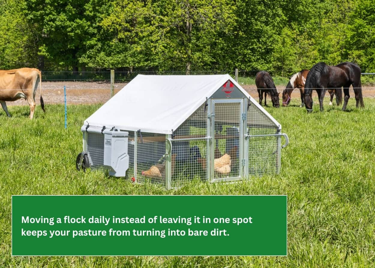 Mobile chicken house on pasture with laying hens grazing while cattle graze in the background.